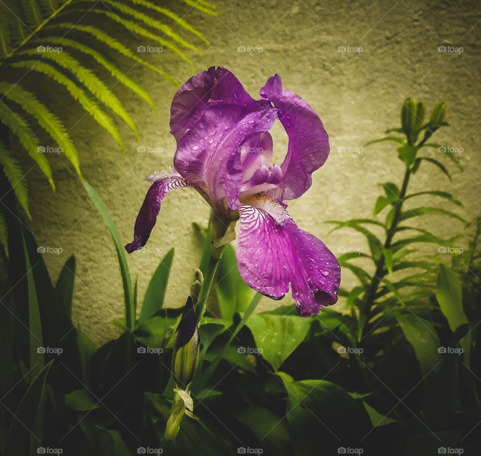 vintage purple iris in the garden