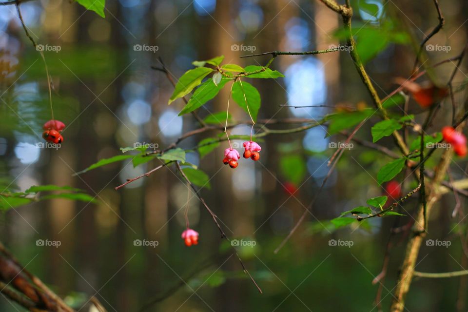 several red berries hang on the branch like earrings. in the background you can see tree trunks and light passing through them.