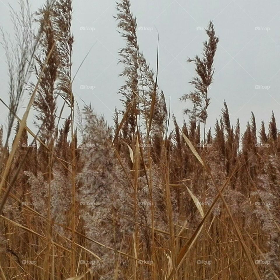 autumn landscape