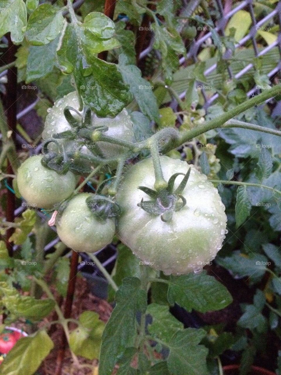 Tomato Growing Plant