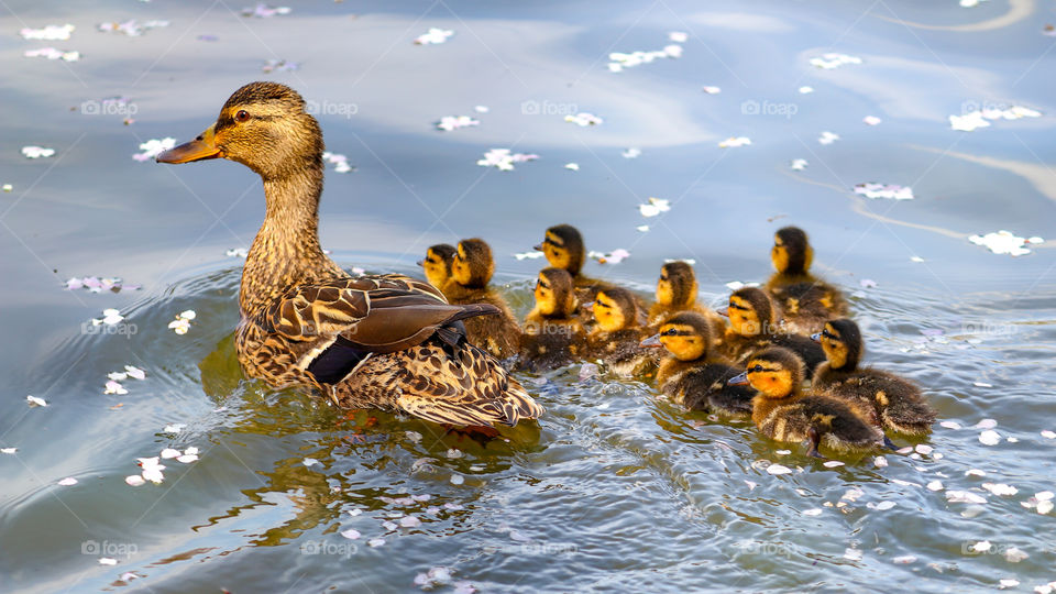 A Mother Duck and her Ducklings