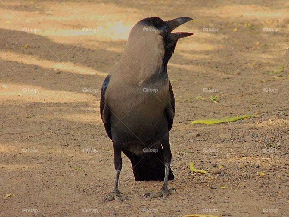 An india crow will be easily found everywhere crowing 
