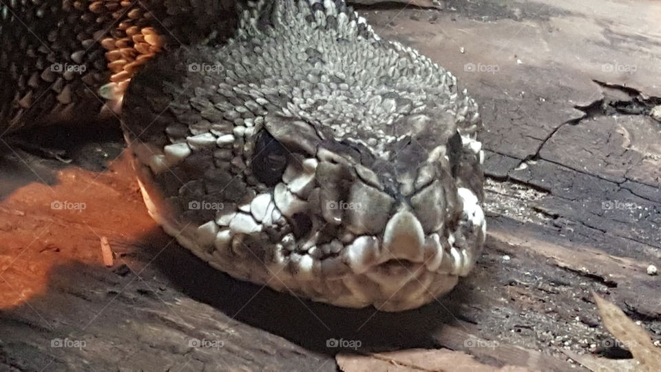 venomous