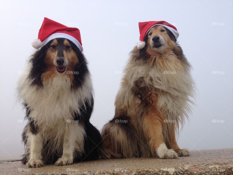 My collie dogs  Lassie and Candy wearing a xmas hat, enjoying the autumn on the beach and celebrating the upcoming holidays waving hello 