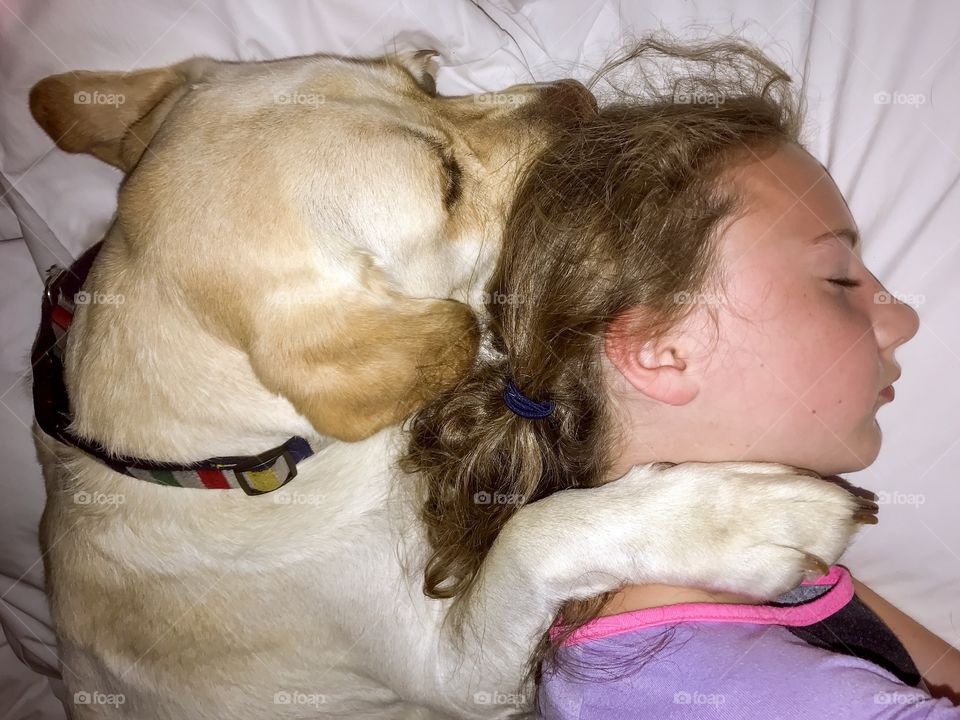 Bedtime with big yellow Labrador retriever is a nightly routine 