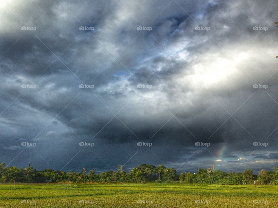 Ricefield