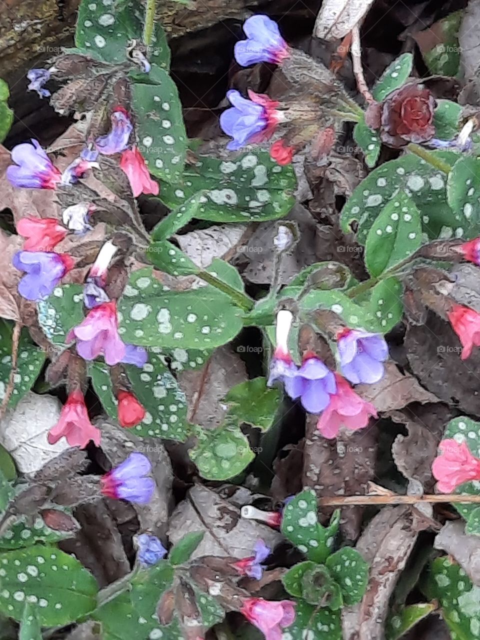 bicoloured flowers and spotted leaves of  lungwort (Pulmonaria)