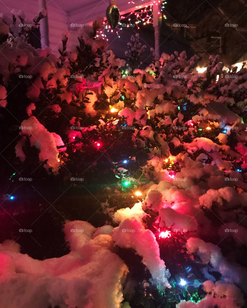 A beautiful strand of colored Christmas lights lighting up a snow-covered bush on a cold winter evening. 