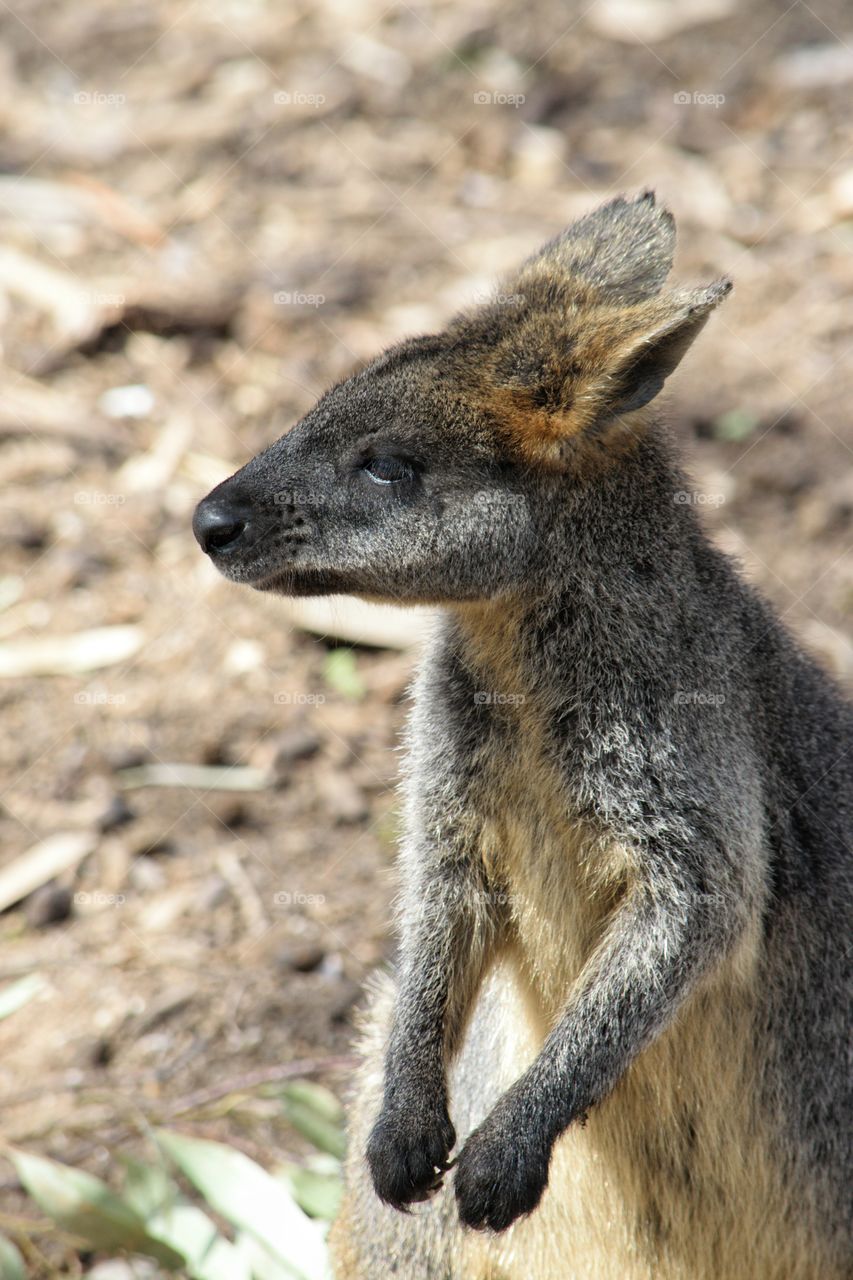 Black Wallaby