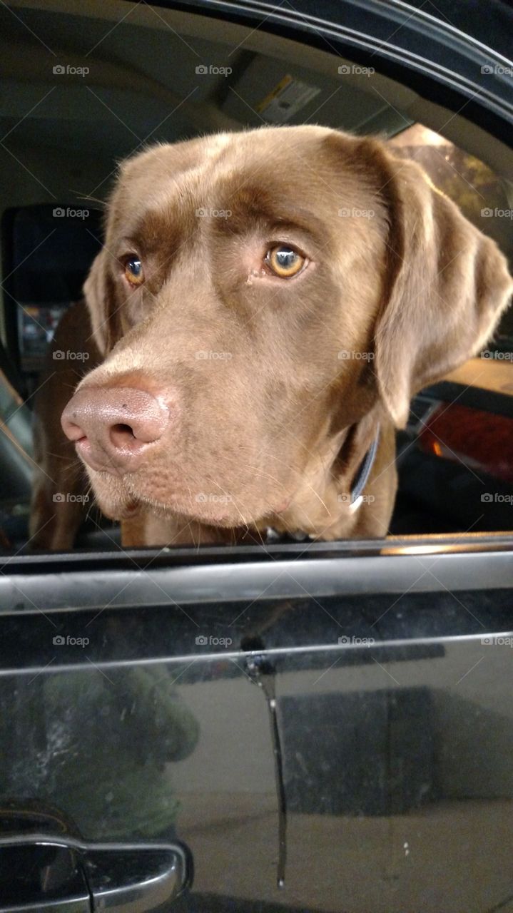 My sweet Friend Charlie