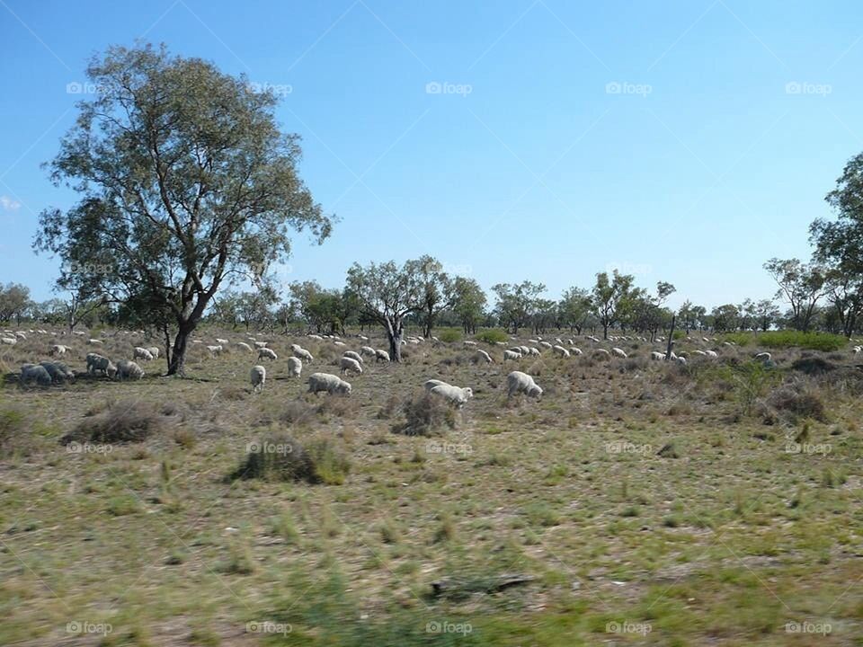 Sheep in the paddock