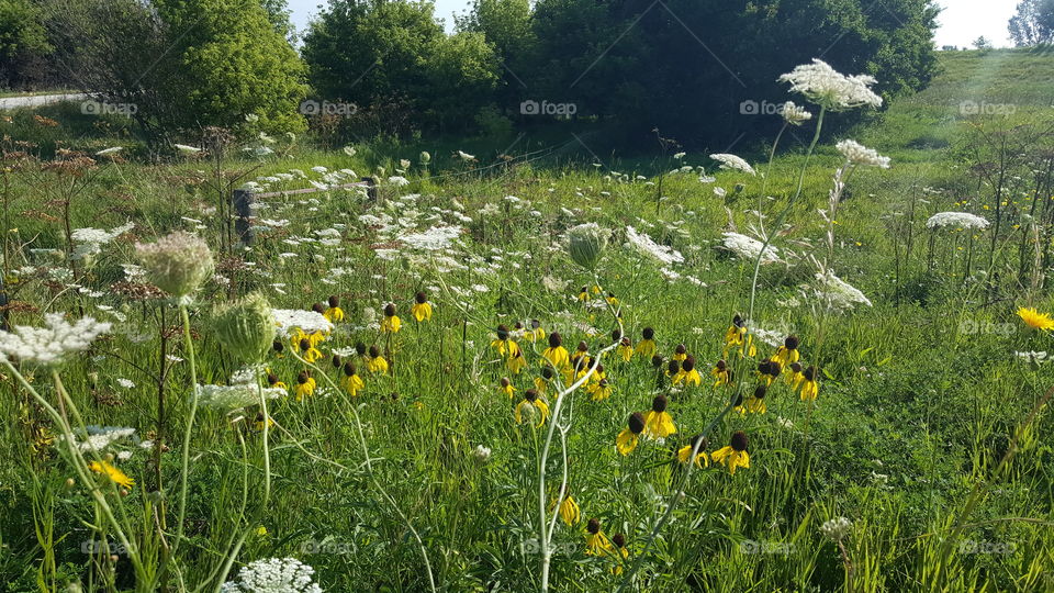 Flower, Nature, Hayfield, Landscape, Summer