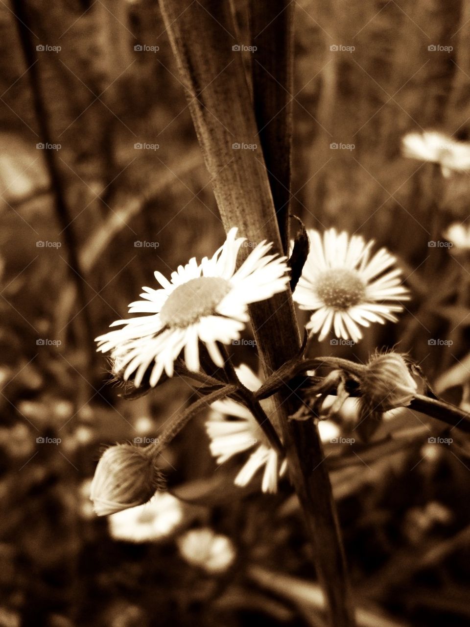 The last few bits of beauty before Fall settled in