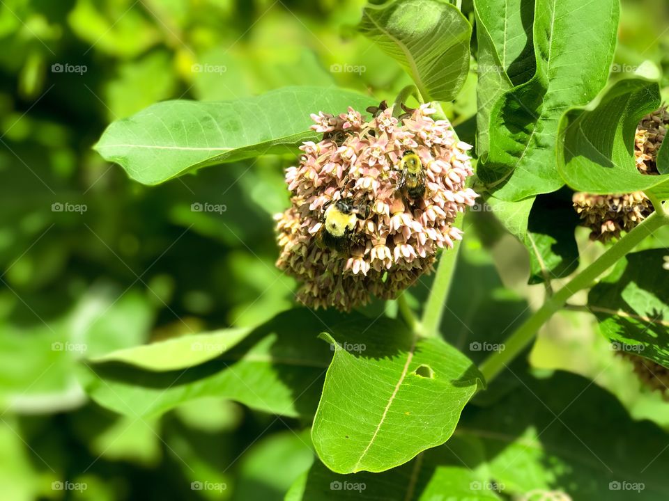 Bees on a flower 