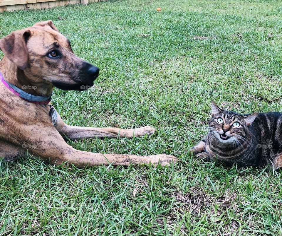 Best friends dog and cat loves 