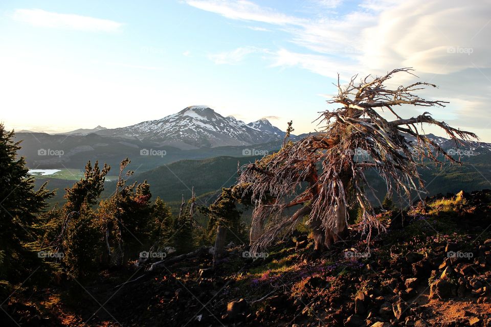 Spring on the mountain 