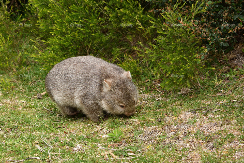 A wombat in Australia.