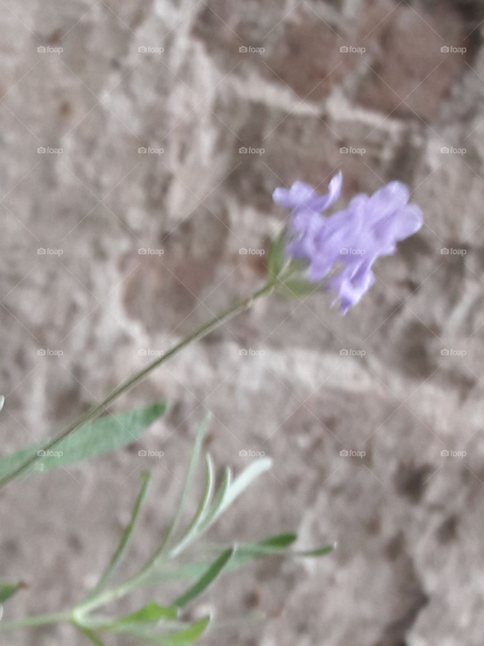 Lavanda flower