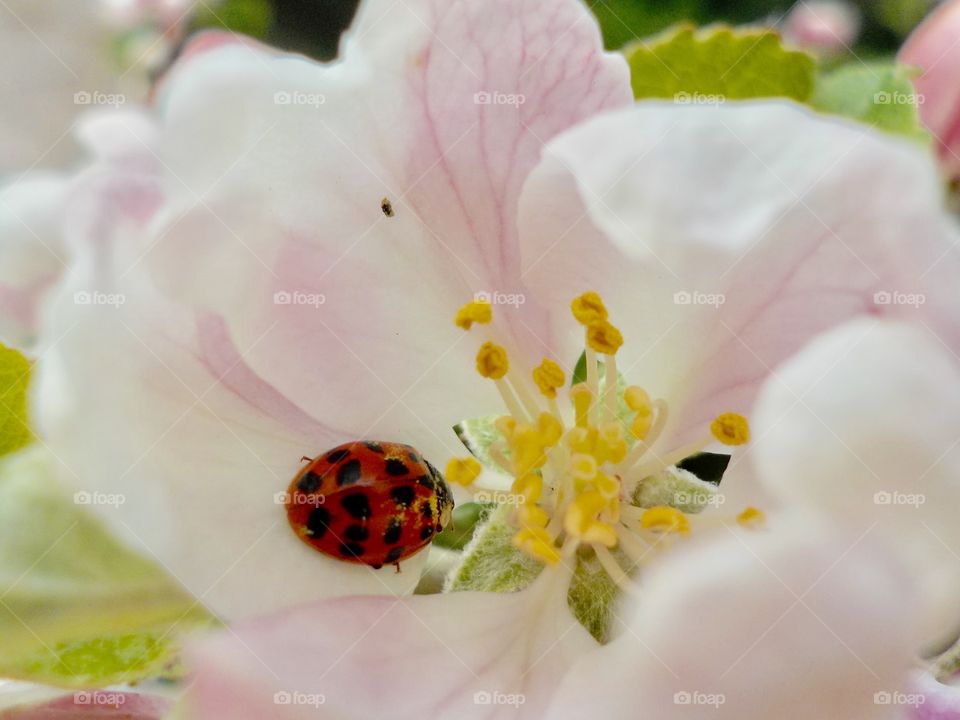 Ladybug and apple blossom 