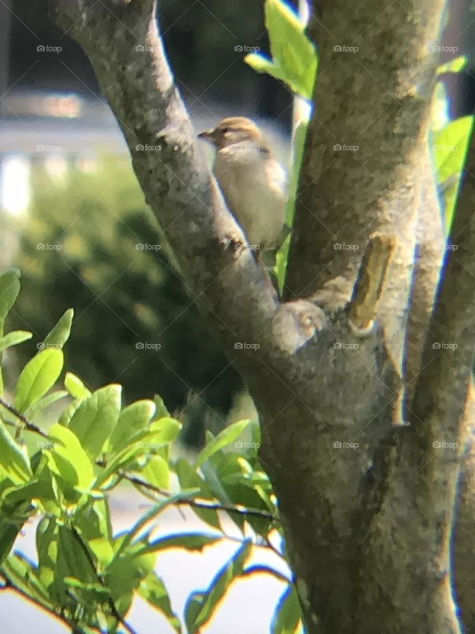 Bird