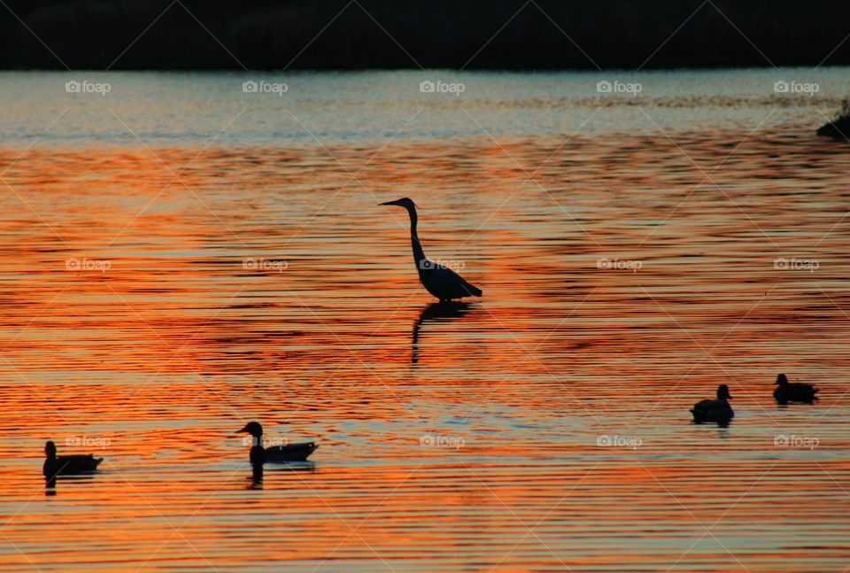 silhouetted animals