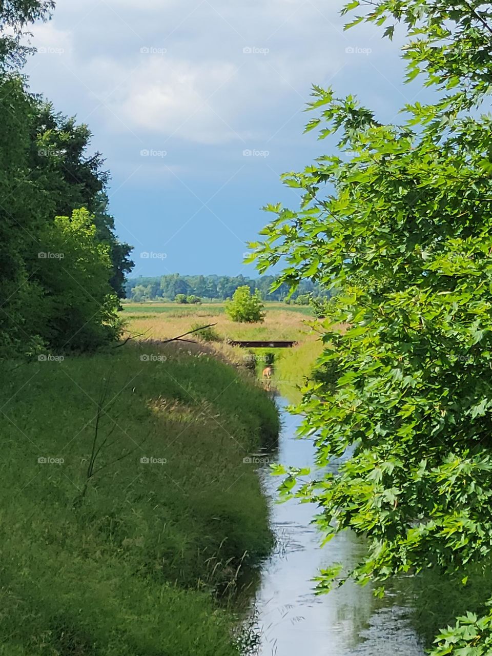 Deer Drinking in a Ditch
