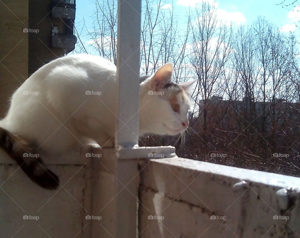 cat on a balcony