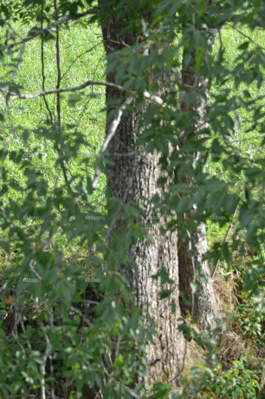 Wood, Tree, Nature, Leaf, Flora