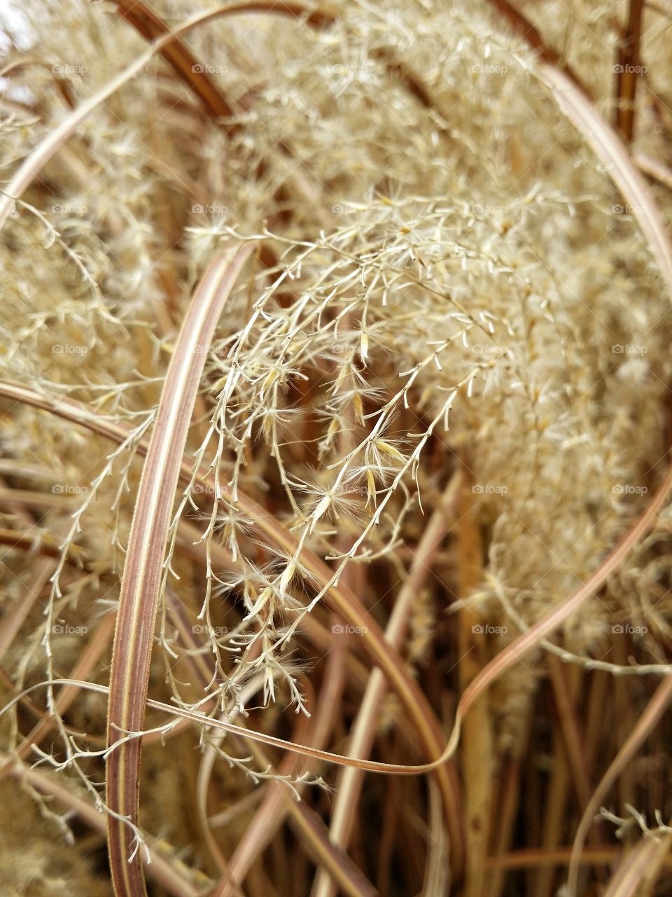 Golden plant up close in macro