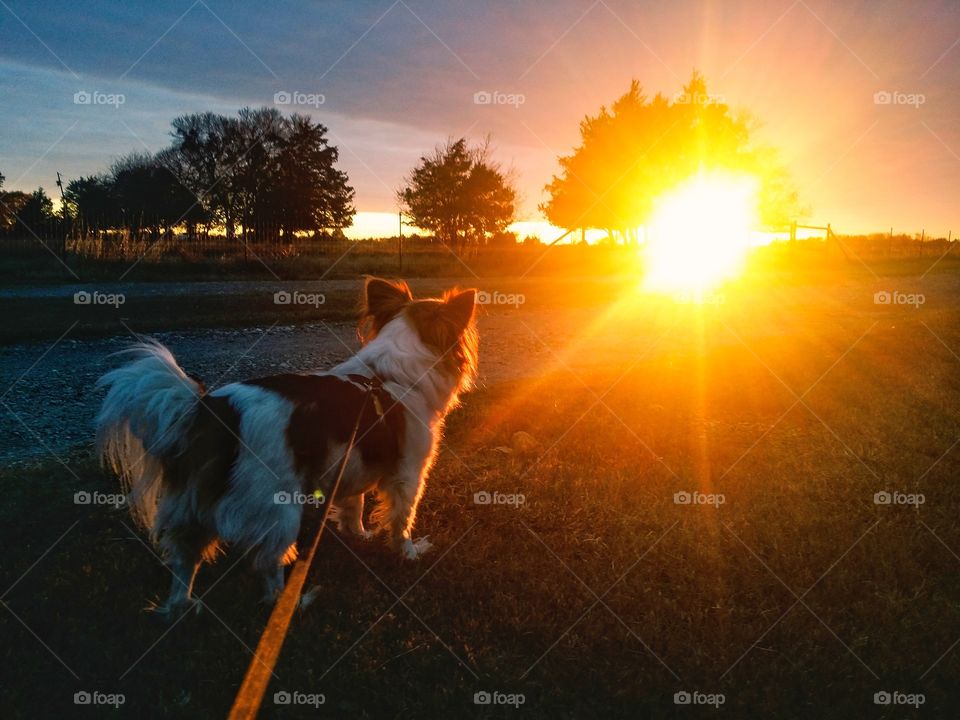 Papillon dog watching the sunset