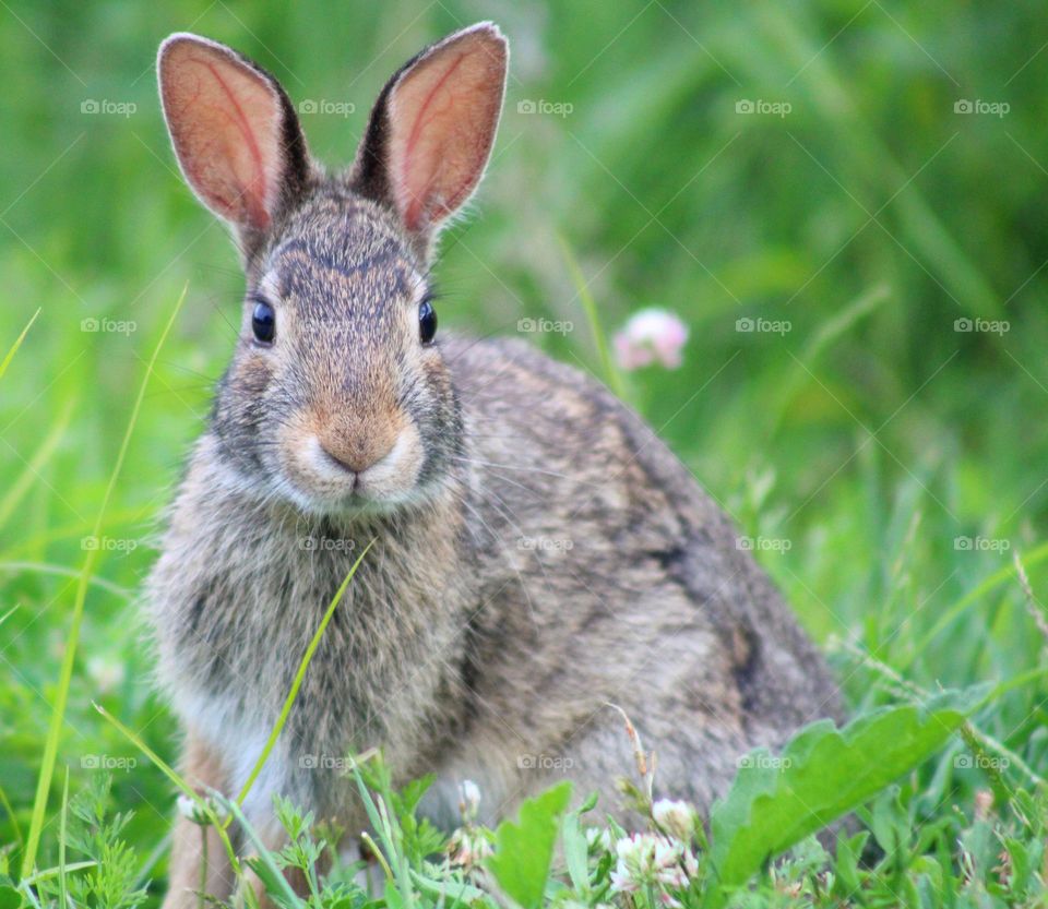 baby rabbit