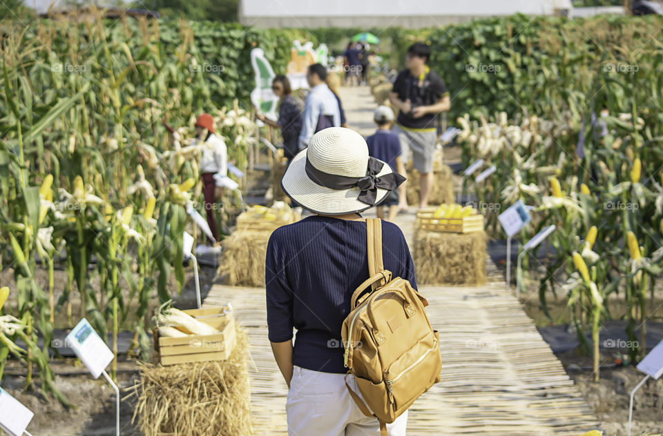 Women shoulder backpack and Wear a hat Background corn fields and blurry tourists.