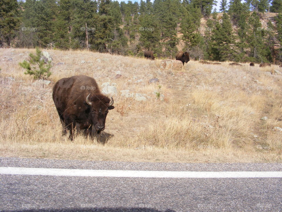 buffalo. road trips