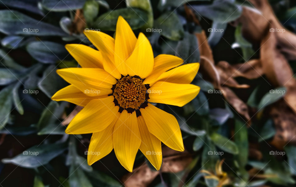 Close-up of a yellow flower in nature 