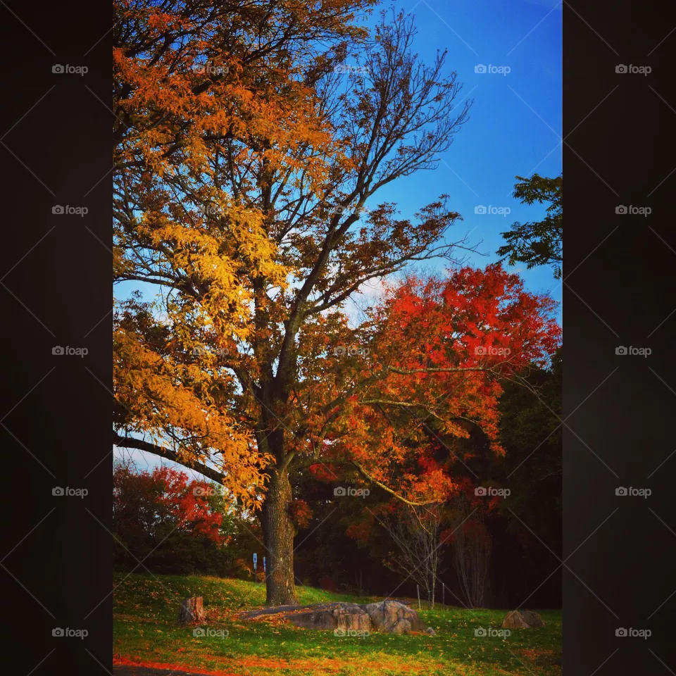 A tree