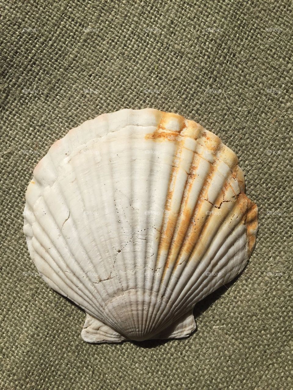 Sea shell