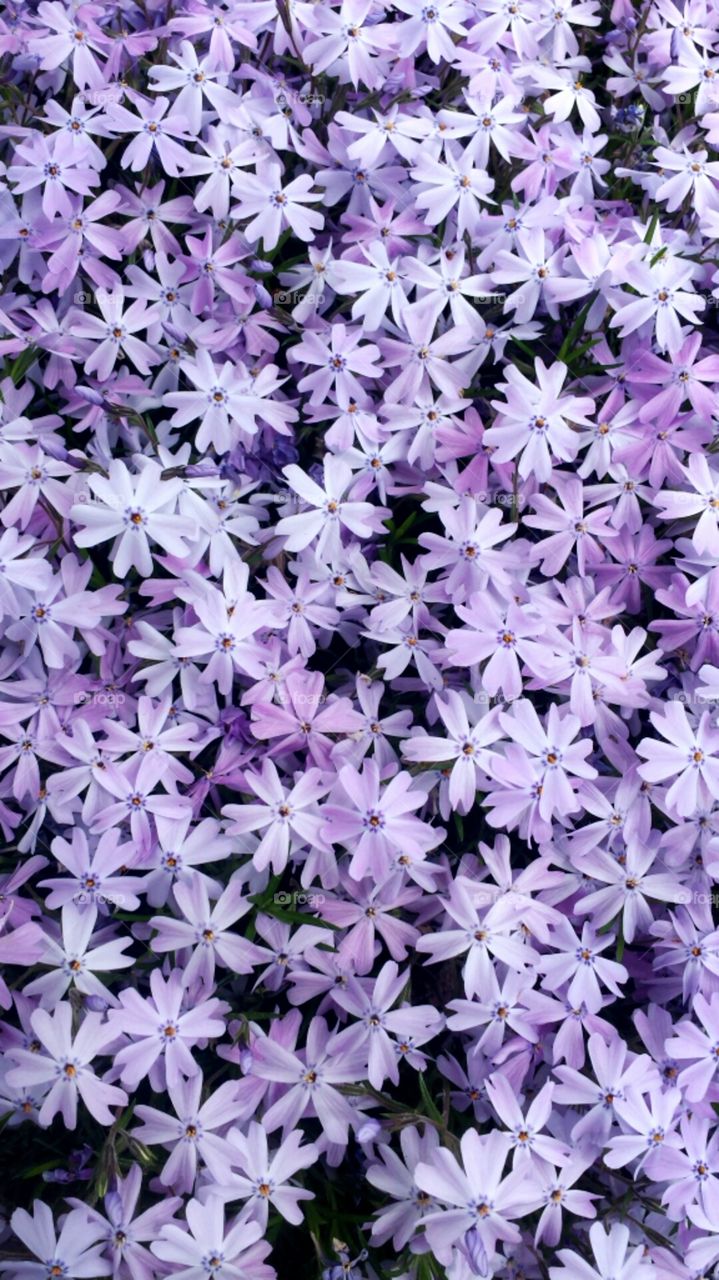Purple backdrop. These have blossomed in my garden and are taking over.  I wish the camera could capture their lovely fragrance.