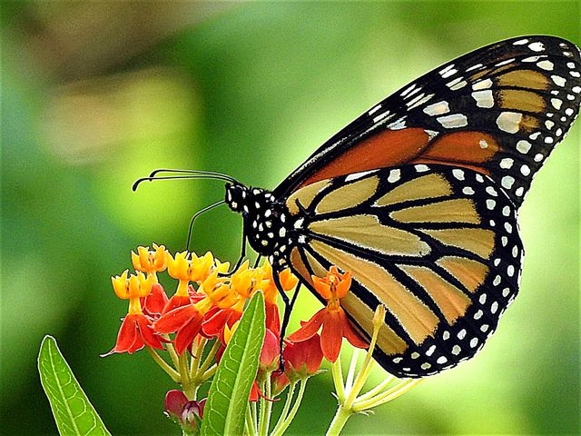 It is spring!! The most beautiful time of the year! Time for colorful flowers, baby birds, colorful butterfly.