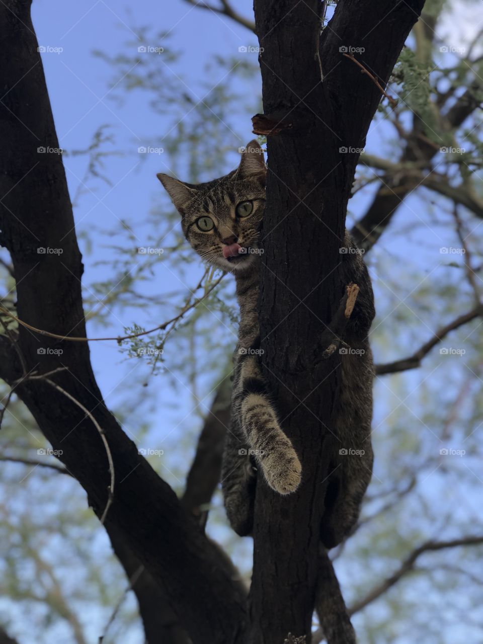 Kitty in tree 