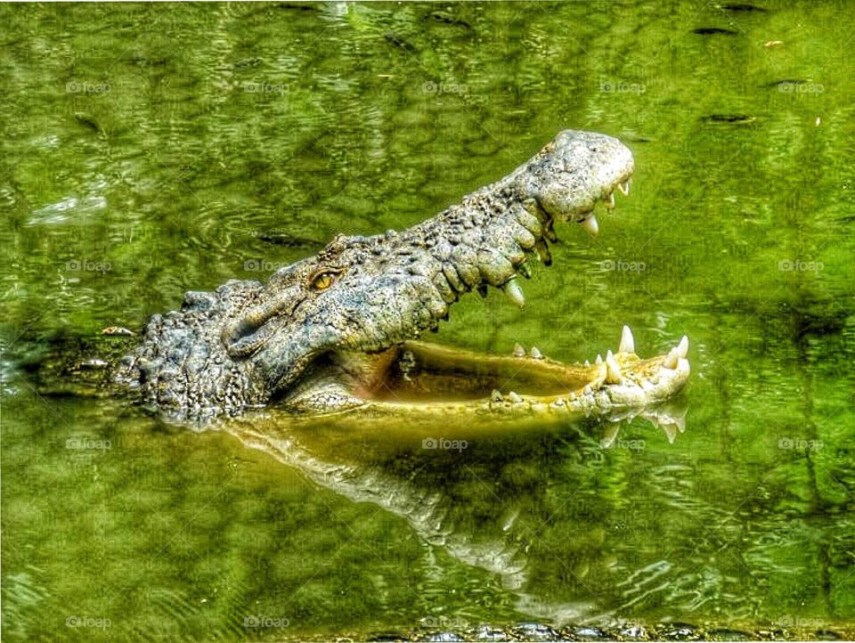 Open wide... the powerful jaws and awesome weaponry of a huge mature alligator.