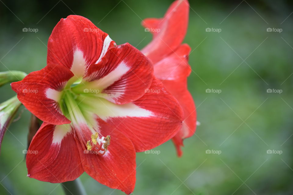 How does your garden grow?