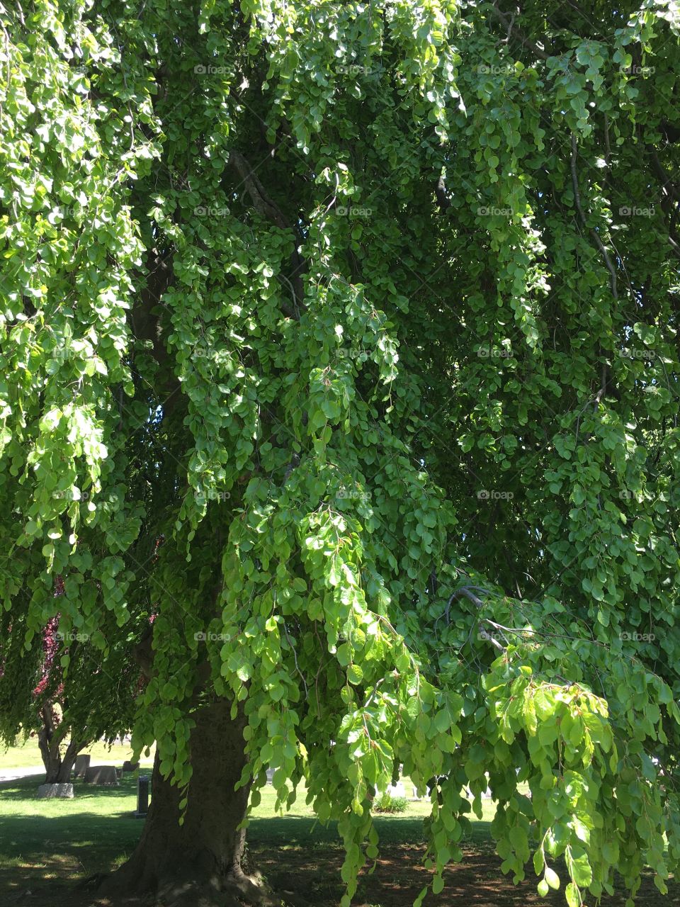 European Weeping Beech