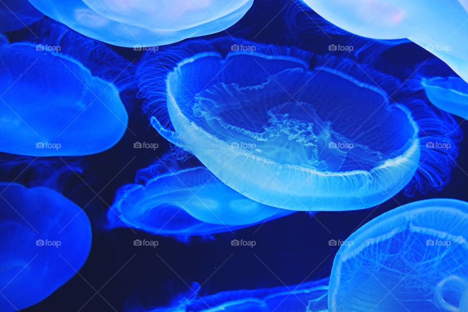 Moon Jellyfish