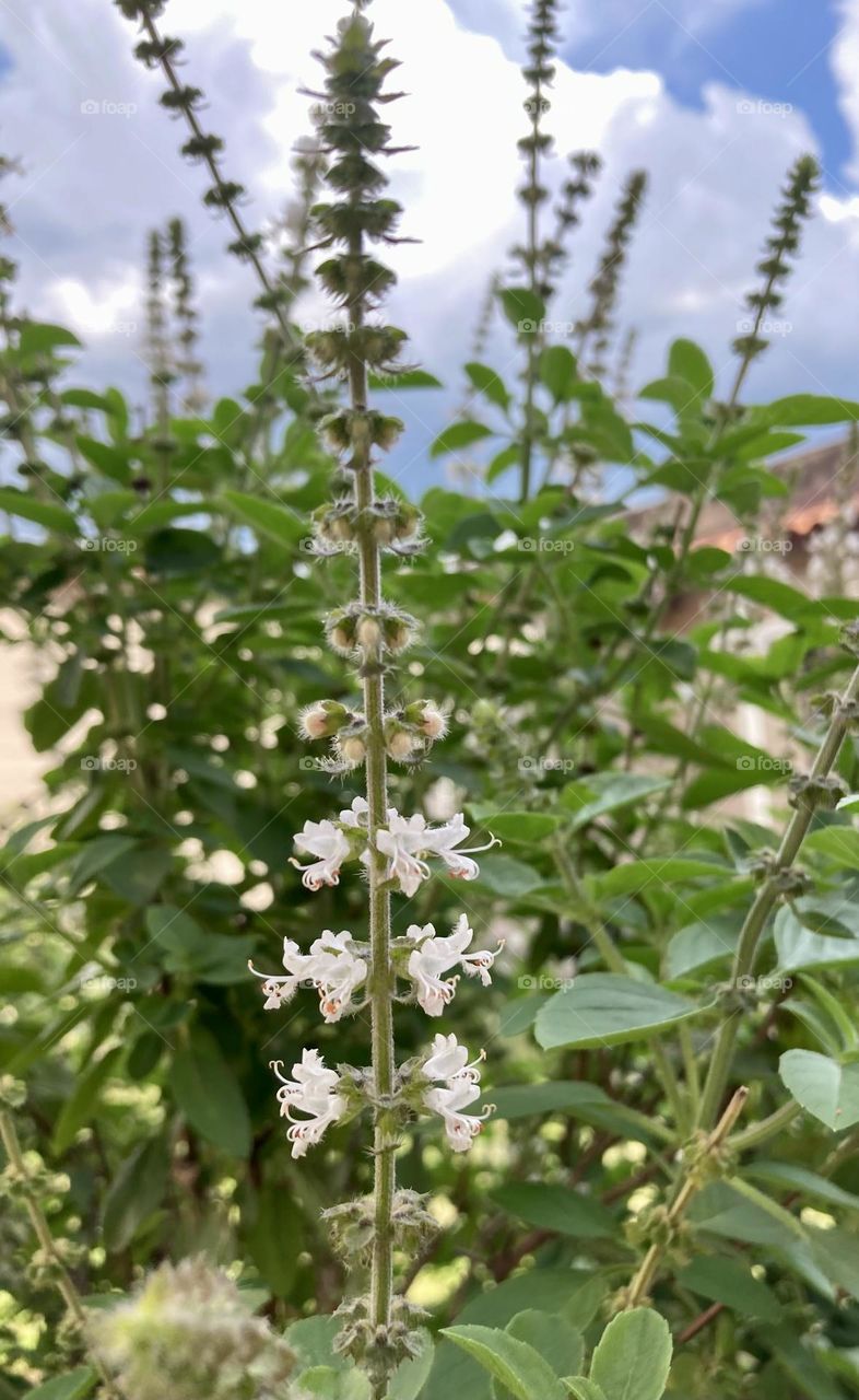 Nosso pezinho de Manjericão!
Tá bonito… e como eu gosto do sabor dessa delícia…
Que tal uma pizza marguerita carregada dele?
🌿 
#basil #basilico #horta