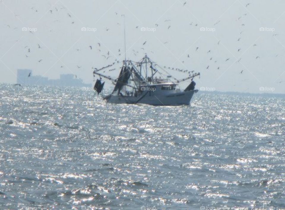 seagulls flying around the shrimp boat trying to attract the dolphins to come closer