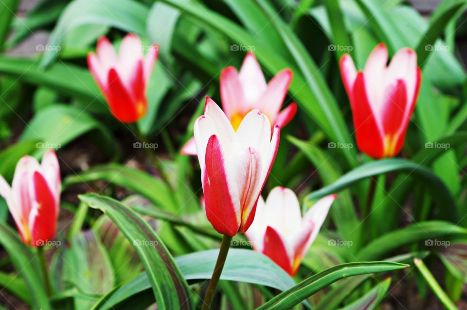 Tulip flowers