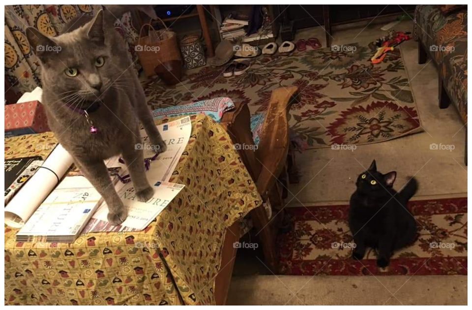 That is my spot.  Get Off.  - The black younger cat says to elder cat.
These are my friend's cats.
