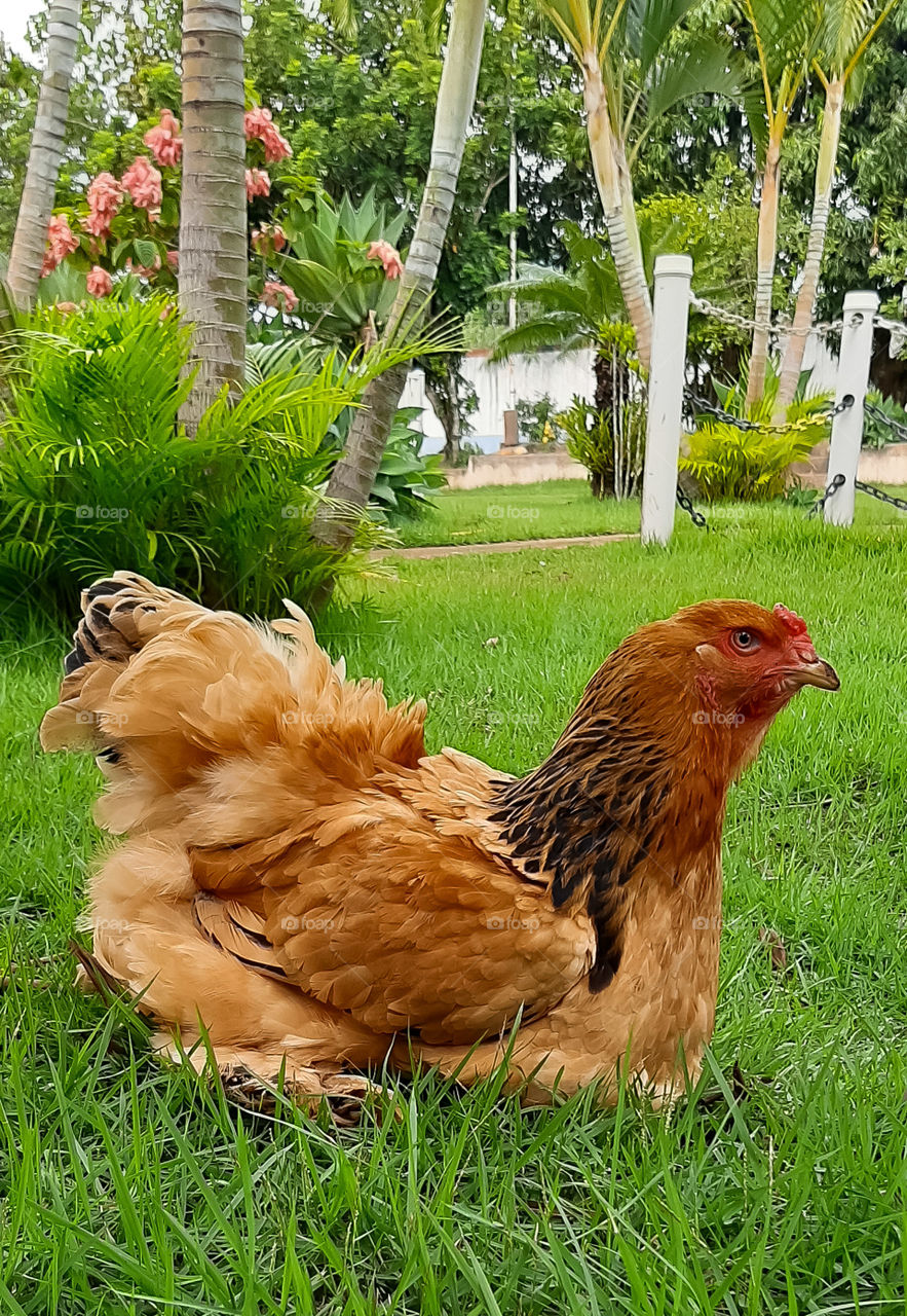 Chicken resting.