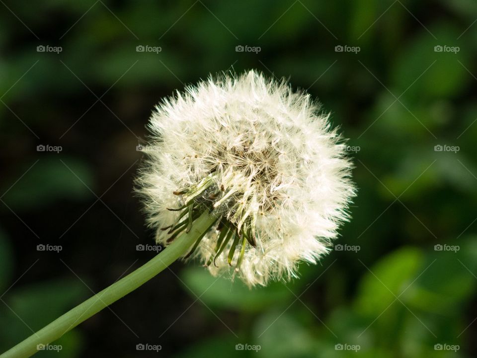 Dandelion