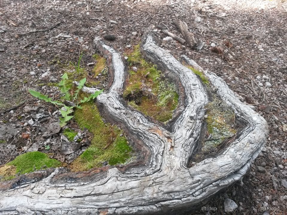 Tree roots in wilderness